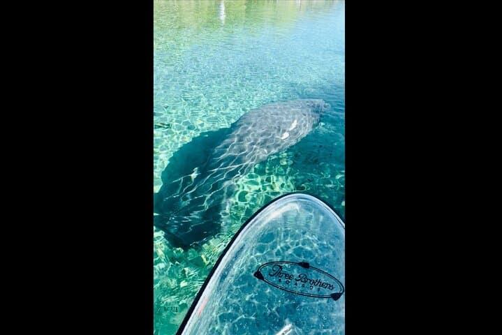 Paddle with Manatees and Monkeys at Silver Springs: A Clear-Kayak Spring Tour