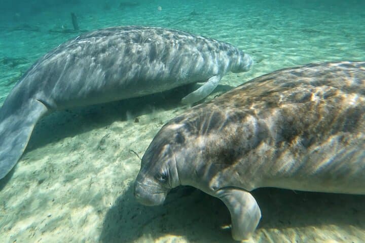 Paddle with Manatees and Monkeys at Silver Springs: A Clear-Kayak Spring Tour photo 3