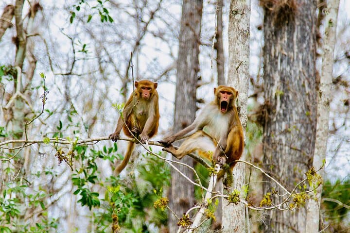 Paddle with Manatees and Monkeys at Silver Springs: A Clear-Kayak Spring Tour photo 5
