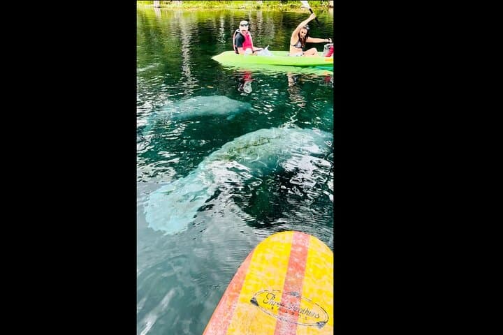 Paddle with Manatees and Monkeys at Silver Springs: A Clear-Kayak Spring Tour photo 6