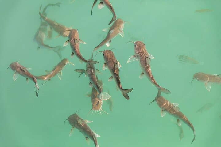 Beyond Bacalar: Pirate Route Exploration, River Float & Ceviche Lunch photo 5