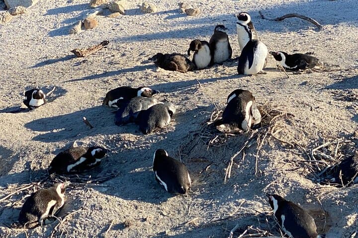 Cape Peninsula Full-Day: Cape of Good Hope, Penguins & Chapman's Peak Scenic Drive photo 6