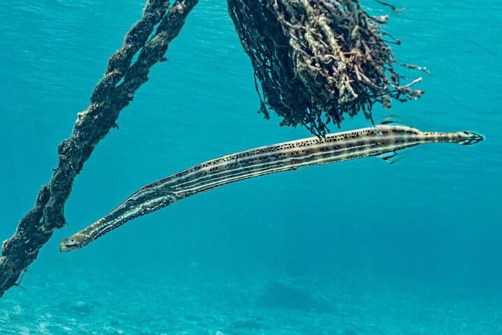 Curacao West Coast Day Tour: Hato Caves, Turtle Snorkel & Playa Kalki photo 2