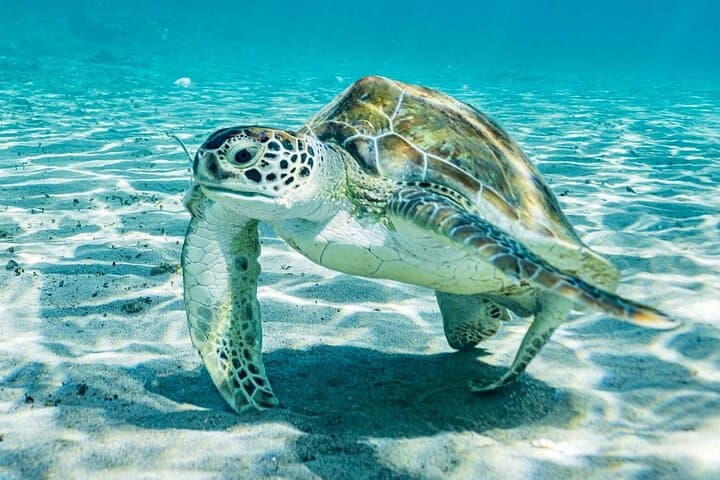 Curacao West Coast Day Tour: Hato Caves, Turtle Snorkel & Playa Kalki photo 3