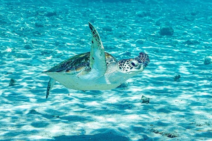 Curacao West Coast Day Tour: Hato Caves, Turtle Snorkel & Playa Kalki photo 4