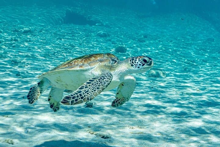 Curacao West Coast Day Tour: Hato Caves, Turtle Snorkel & Playa Kalki photo 5