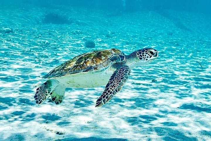 Curacao West Coast Day Tour: Hato Caves, Turtle Snorkel & Playa Kalki photo 6