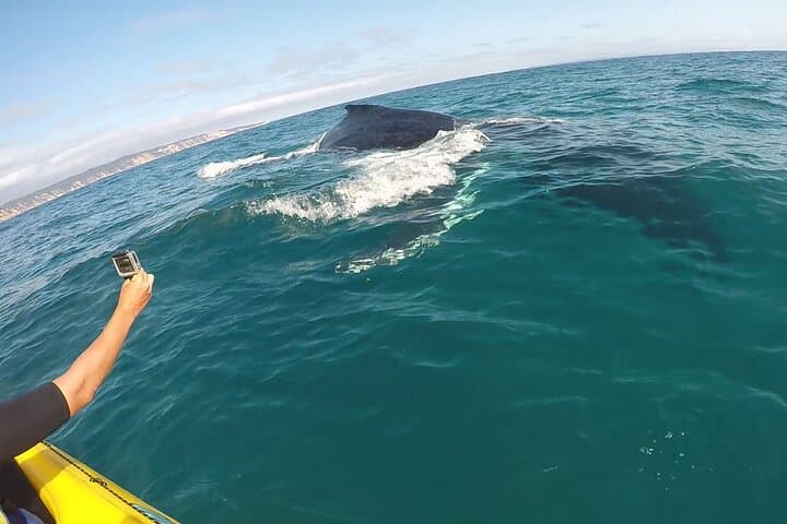 Noosa Whale Watching Ocean Kayak & 4x4 Beach Tour at Double Island Point photo 2