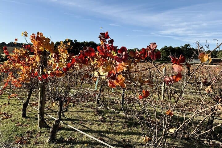Adelaide Hills Wine Tasting & Hahndorf Private Day Tour from Adelaide photo 6