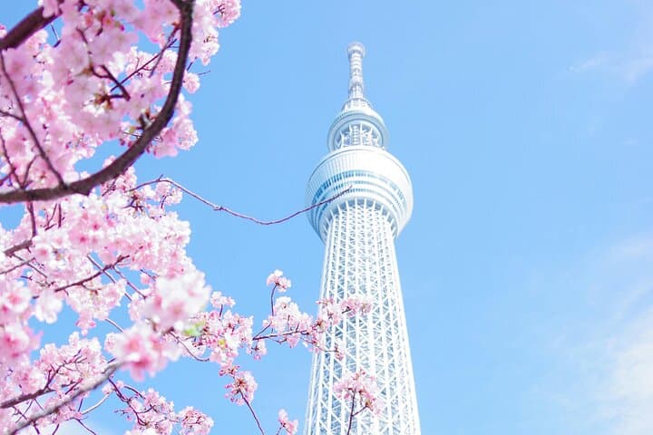 Tokyo Private Day Tour: Meiji Shrine, Harajuku & Shibuya Crossing in One Day photo 3