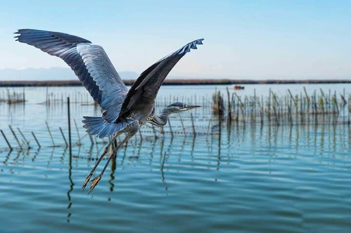 Sunset on the Albufera: Boat Tour & Lagoon Walk from Valencia photo 2