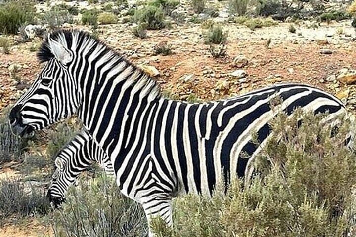 Aquila Game Reserve Full-Day Big Five Safari from Cape Town photo 2