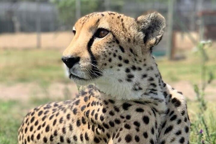 Aquila Game Reserve Full-Day Big Five Safari from Cape Town photo 3