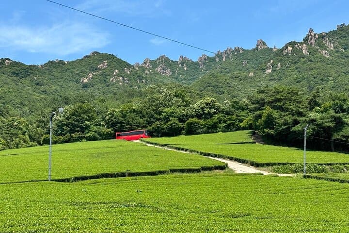 Boseong to Gangjin: Korean Green Tea Day Tour from Gwangju photo 4