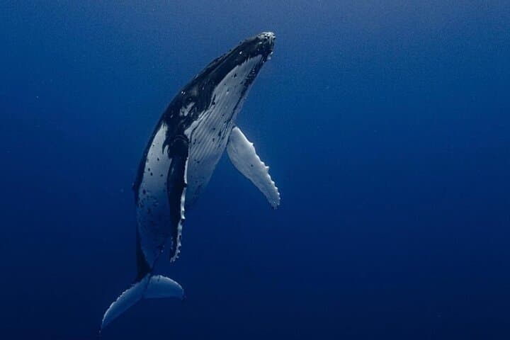 Cabo San Lucas Ocean Safari: Whale Watching, Snorkel & Marine Life Adventure photo 1