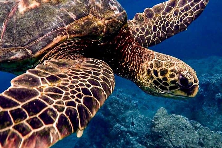 Cabo San Lucas Ocean Safari: Whale Watching, Snorkel & Marine Life Adventure photo 3