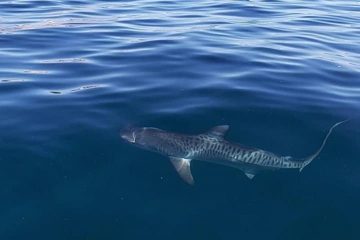 Cabo San Lucas Ocean Safari: Whale Watching, Snorkel & Marine Life Adventure photo 4