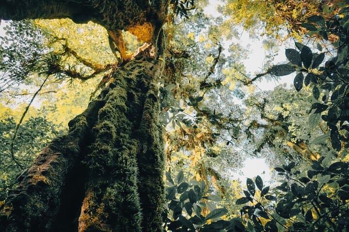 Bali Rainforest Hiking, Canoeing & Banyumala Waterfall Day Trip photo 3