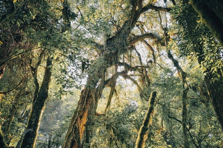 Bali Rainforest Hiking, Canoeing & Banyumala Waterfall Day Trip photo 4