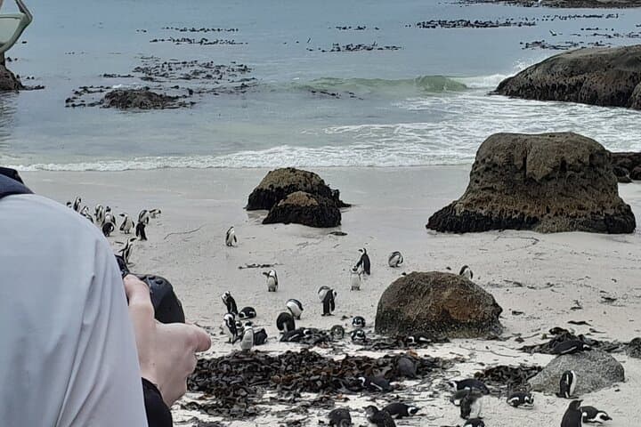 Cape Peninsula Private Tour: Table Mountain, Penguins & Cape of Good Hope photo 2