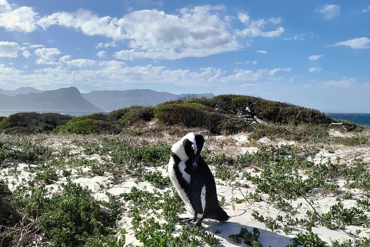Cape Peninsula Private Tour: Table Mountain, Penguins & Cape of Good Hope photo 4