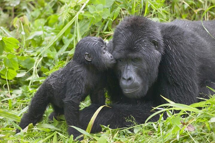 4-Day Private Gorilla Tracking and Wildlife Safari in Uganda photo 4