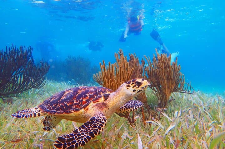 Puerto Morelos Snorkel Tour — Great Maya Reef, Tequila & Beach Lunch photo 5