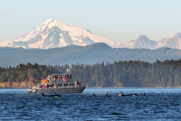 Seattle Whale Watching & Deception Pass Day Tour — Orcas, Coastal Hikes & Salish Sea Wildlife