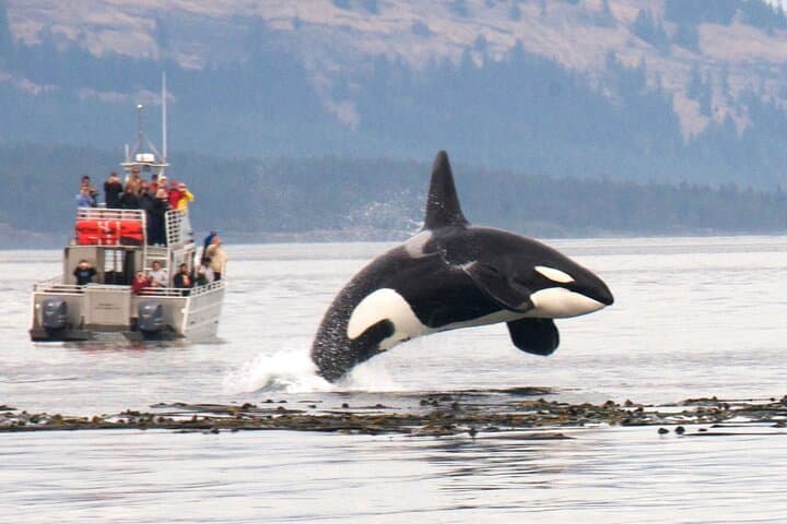 Seattle Whale Watching & Deception Pass Day Tour — Orcas, Coastal Hikes & Salish Sea Wildlife photo 2