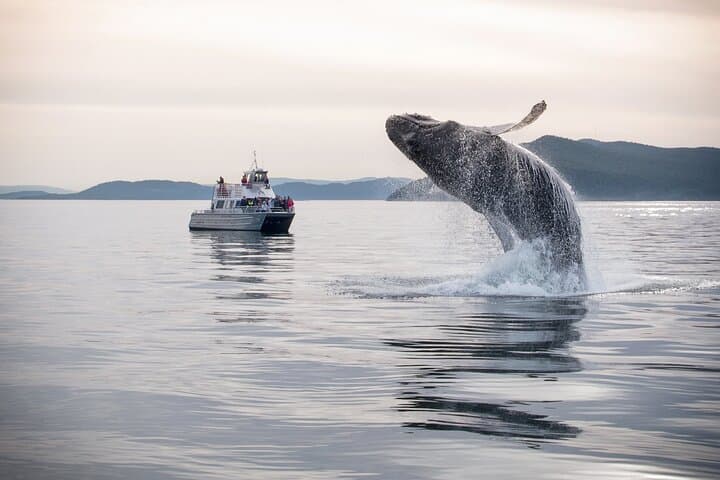 Seattle Whale Watching & Deception Pass Day Tour — Orcas, Coastal Hikes & Salish Sea Wildlife photo 3