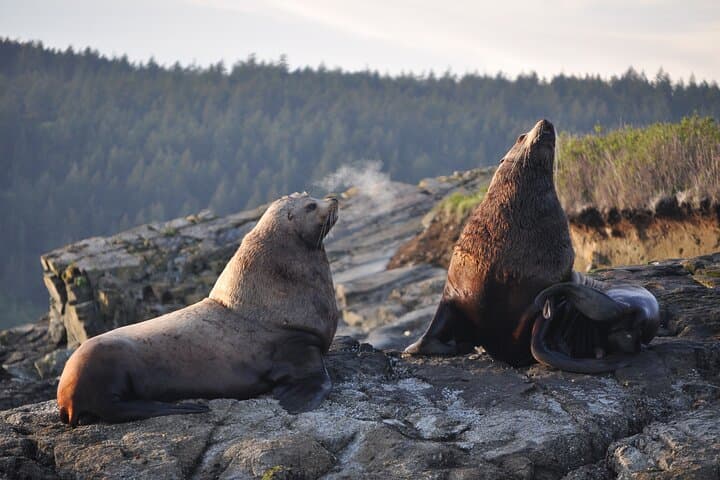 Seattle Whale Watching & Deception Pass Day Tour — Orcas, Coastal Hikes & Salish Sea Wildlife photo 4