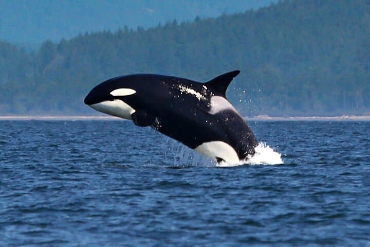 Seattle Whale Watching & Deception Pass Day Tour — Orcas, Coastal Hikes & Salish Sea Wildlife photo 5