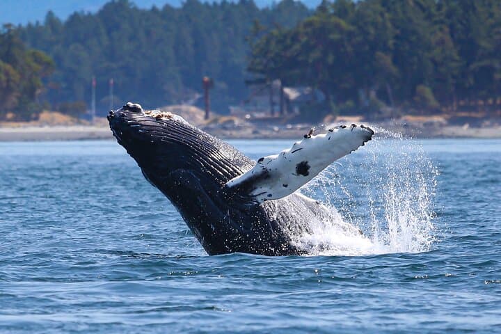 Seattle Whale Watching & Deception Pass Day Tour — Orcas, Coastal Hikes & Salish Sea Wildlife photo 6