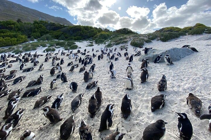 Private Cape Point Peninsula Tour — Full-Day Cape Town Peninsula Highlights photo 5