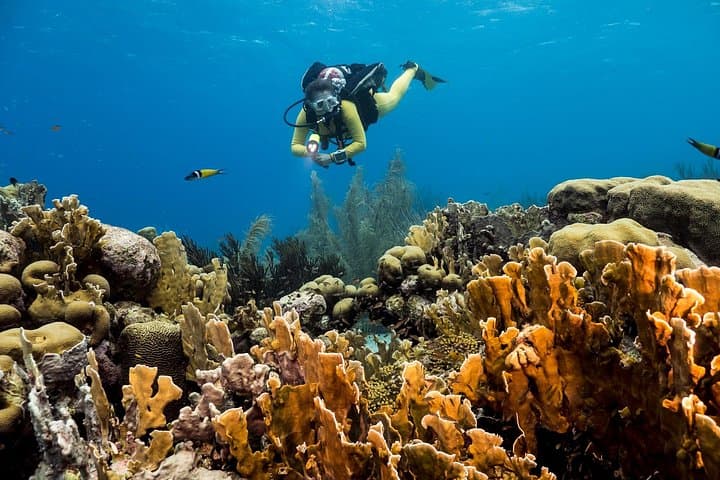 Underwater Helmet Adventure: Private Aquafari Tour from Willemstad, Curaçao photo 3