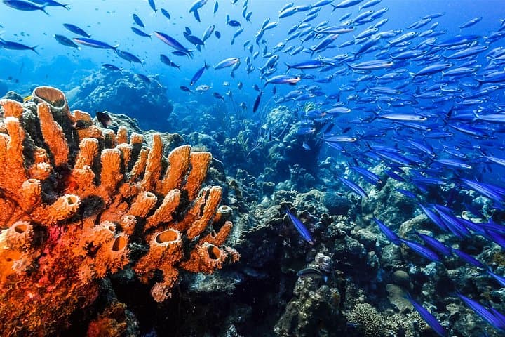 Underwater Helmet Adventure: Private Aquafari Tour from Willemstad, Curaçao photo 1