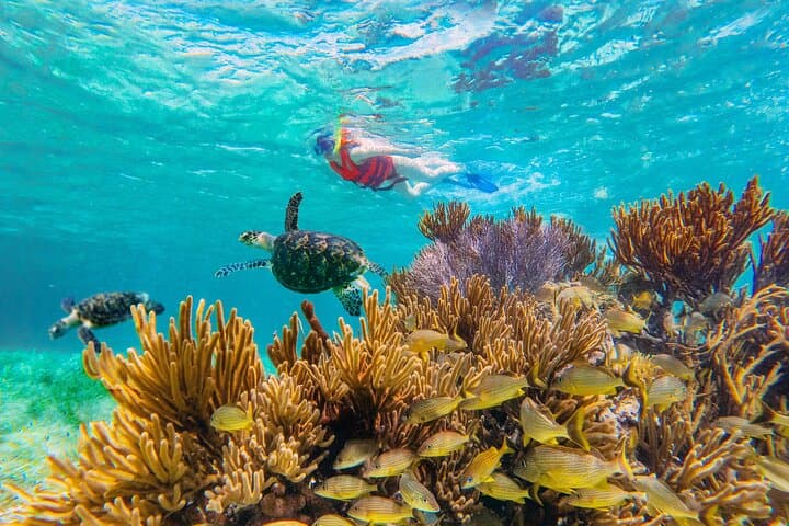 Snorkel Puerto Morelos: Great Maya Reef Day Trip with Town Walk & Beach Lunch photo 2