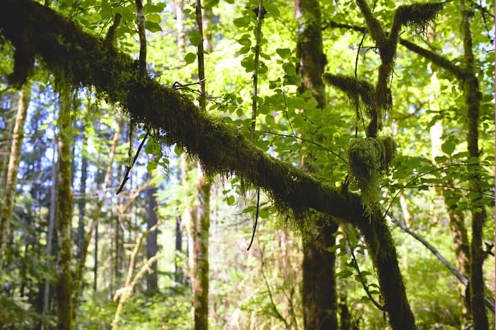 Bainbridge Island Forest Hike & Japanese American Exclusion Memorial Tour photo 3
