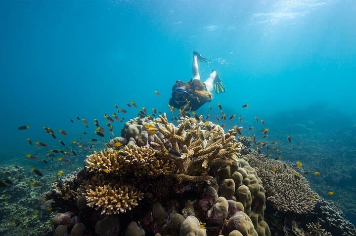 Frankland Islands Great Barrier Reef: All-Inclusive Day Cruise from Cairns photo 5