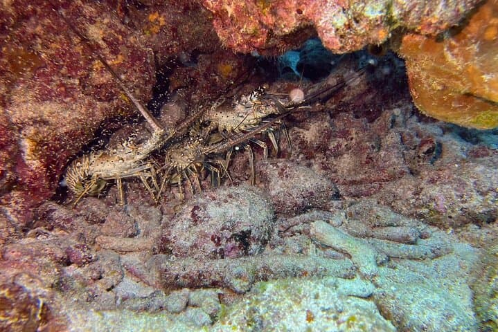 Private Snorkel Tour in Key Largo: Reefs, Wrecks & Turtles on a 4‑Hour Charter photo 3