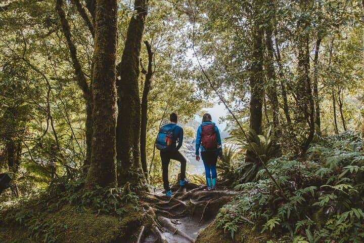 Milford Track Day Walk: Self-Guided Sandfly Point to Giant Gate Falls in Milford Sound photo 5