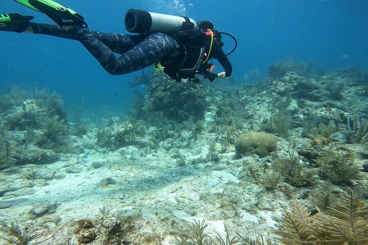 Private Snorkel Tour in Key Largo: Reefs, Wrecks & Turtles on a 4‑Hour Charter photo 4