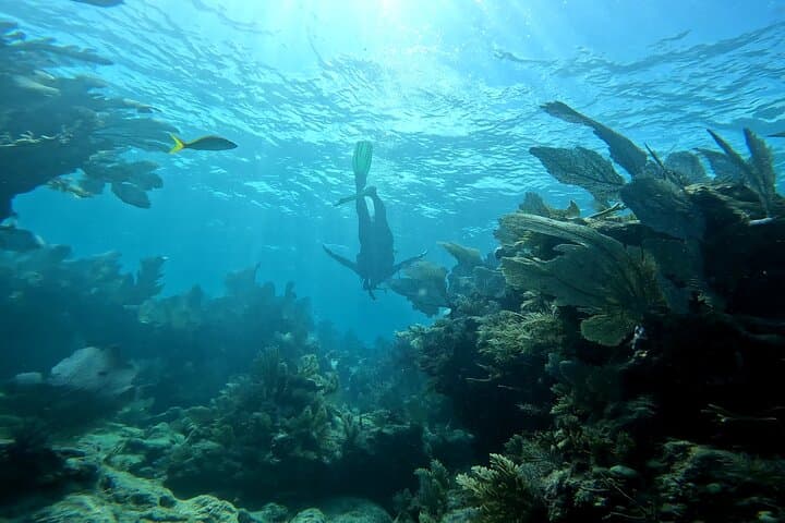 Private Snorkel Tour in Key Largo: Reefs, Wrecks & Turtles on a 4‑Hour Charter photo 5