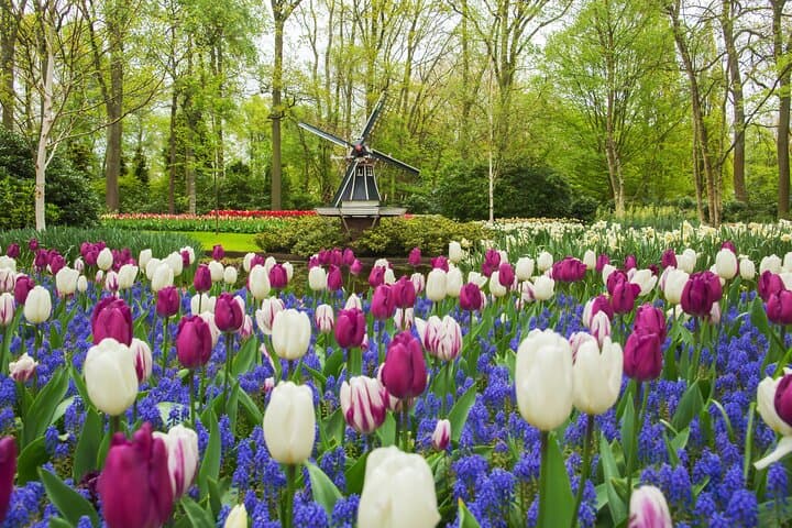Private Keukenhof & Flower Farm Day Trip from Amsterdam — Tulips, Gardens & Insider Tips