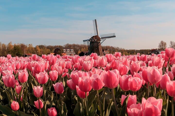 Private Keukenhof & Flower Farm Day Trip from Amsterdam — Tulips, Gardens & Insider Tips photo 2