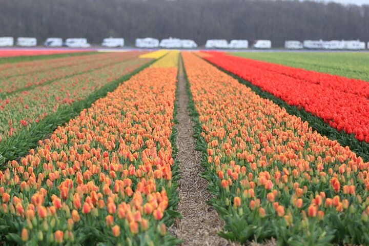 Private Keukenhof & Flower Farm Day Trip from Amsterdam — Tulips, Gardens & Insider Tips photo 5