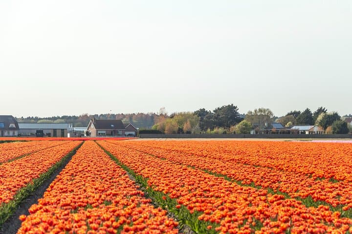 Private Keukenhof & Flower Farm Day Trip from Amsterdam — Tulips, Gardens & Insider Tips photo 6