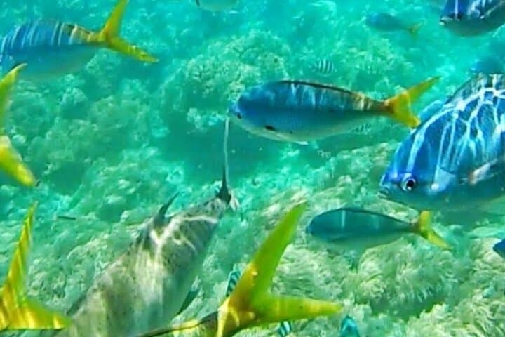 Explore Montego Bay Coral Gardens on a Glass-Bottom Boat Tour