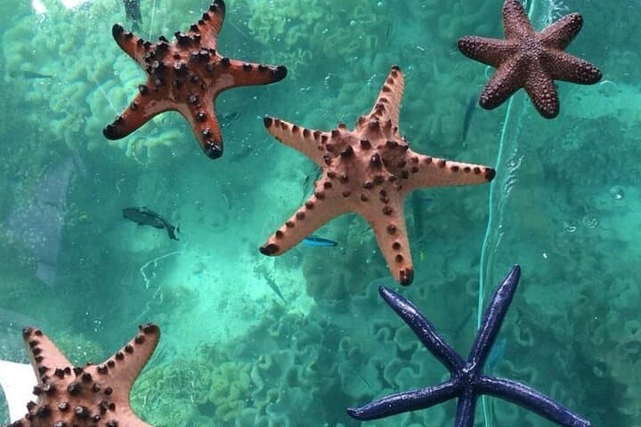Explore Montego Bay Coral Gardens on a Glass-Bottom Boat Tour photo 3