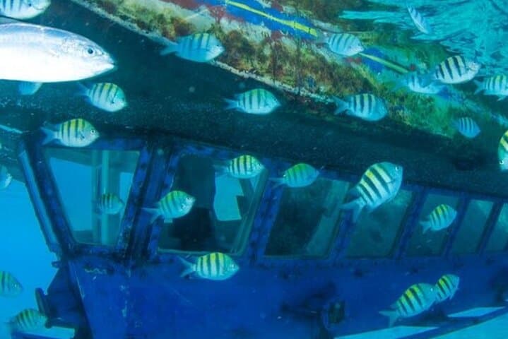 Explore Montego Bay Coral Gardens on a Glass-Bottom Boat Tour photo 5